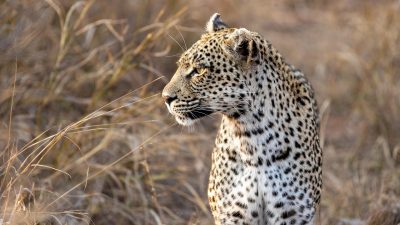 iPhone Safari浏览器打开足球直播在线观看网站，手机屏幕显示网站首页